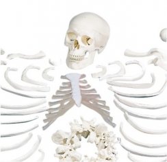 Model lidské kostry bez kloubů s rozdělenou lebkou