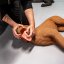 CasPeR Model psa pro nácvik CPR