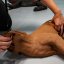 CasPeR Model psa pro nácvik CPR