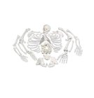 Anatomie