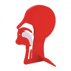 Head Section Model - výukový model zprůchodnění dýchacích cest