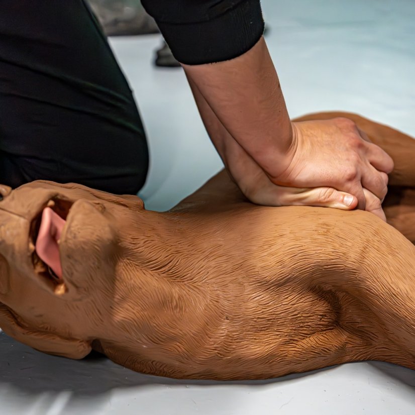 CasPeR Model psa pro nácvik CPR