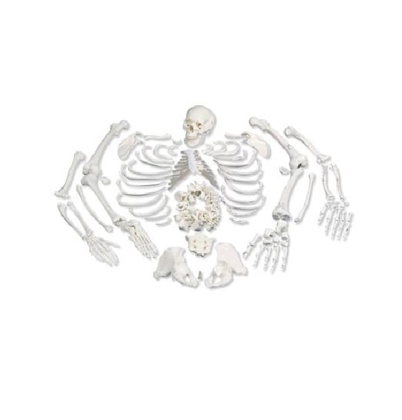 Anatomie