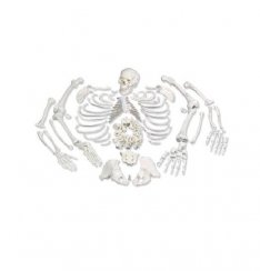 Model lidské kostry bez kloubů s rozdělenou lebkou